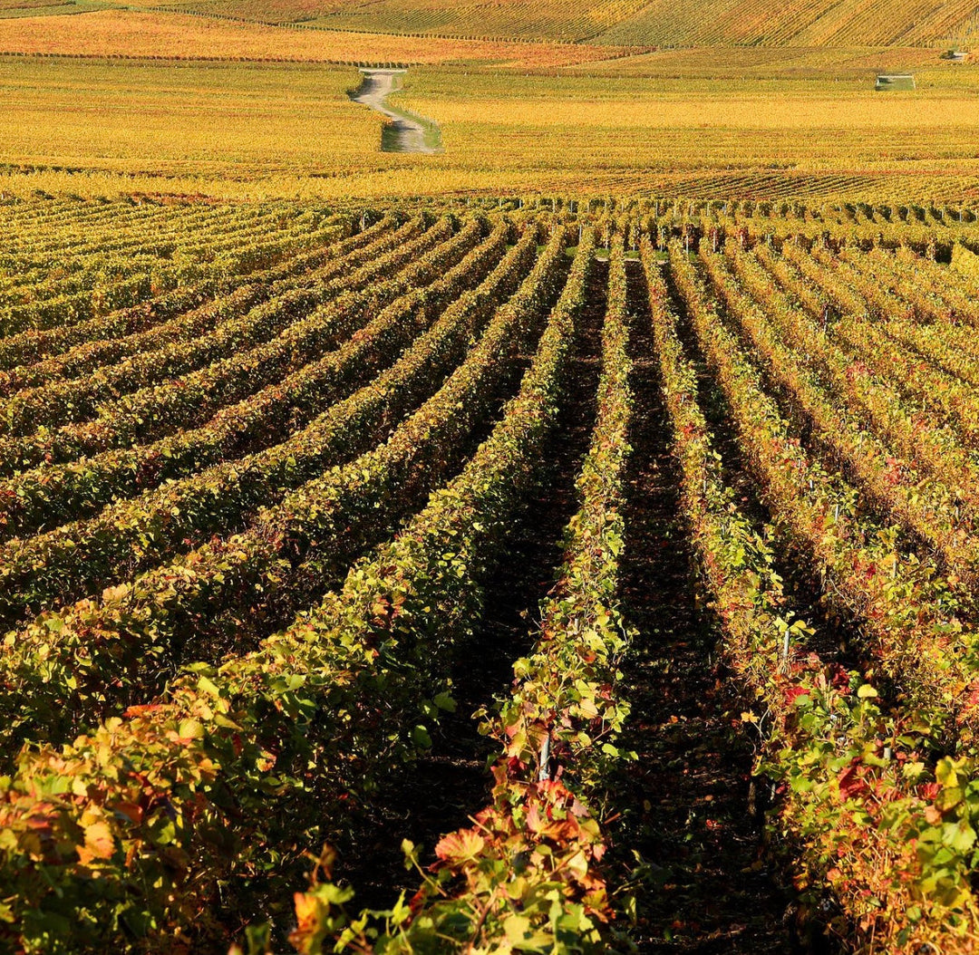Champagne, France: A Beautiful Journey Through Vineyards, Villages & Bubbles