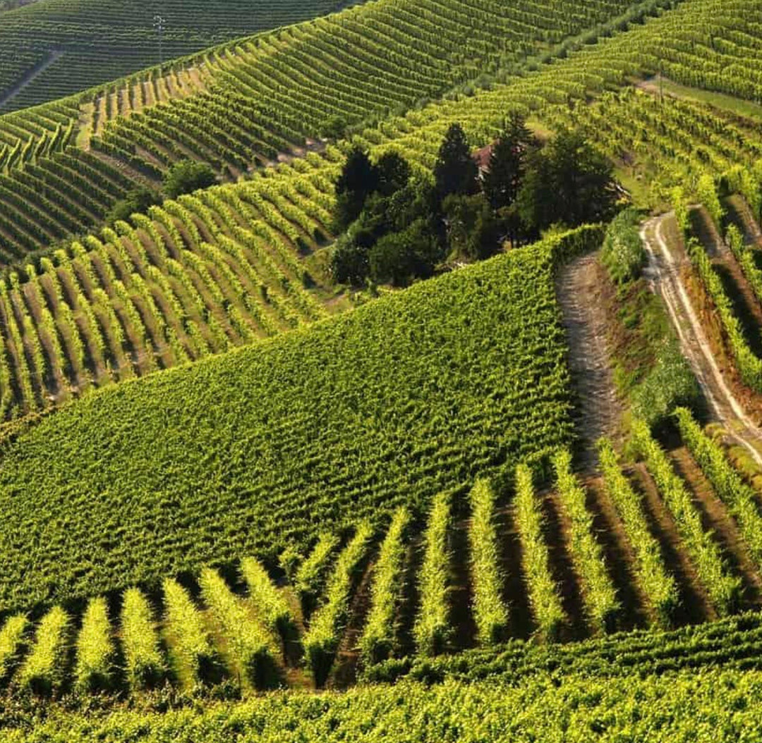 Asti, Italy: A Quiet Piedmontese Gem of Towers, Wine & Old-World Charm